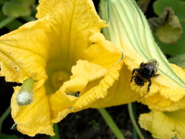 Kanatlı arı yavaşça bitkiye uçar, çiçekten özel arı kovanına bal koymak için nektar toplar. Güzel çiçekleri kapsayan bal tokası, arıların bacaklarında sarı polen. Tatlı nektar bal arısı.