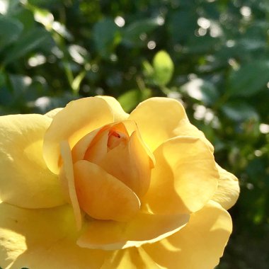 Çiçek açan çiçek doğa doğal, sıradışı aroma buket flora yaşayan yeşil yaprakları ile yükseldi. Gül çiçek uzun pistil, yuvarlak ercik, yeşil çim oluşan. Botanik çiçek demet gül çiçek üzerinden
