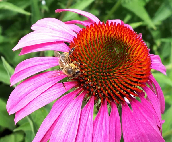 Winged bee slowly flies to the plant, collect nectar for honey on private apiary from flower. Honey clip consisting for beautiful flowers, yellow pollen on bees legs. Sweet nectar honeyed bee honey.