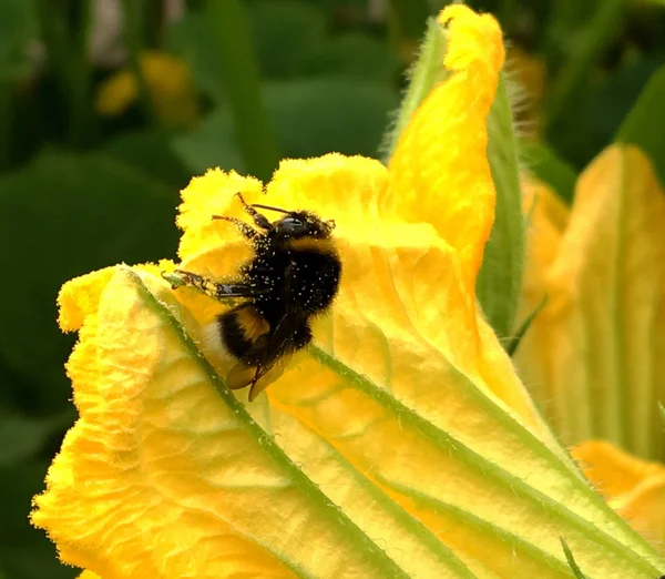 羽のついた蜂はゆっくりと植物に飛び 花から自家製の桃に蜜を集めます ミツバチの足の上に美しい花 黄色の花粉で構成される蜂蜜クリップ 甘い蜜蜜蜜蜜蜜 — ストック写真