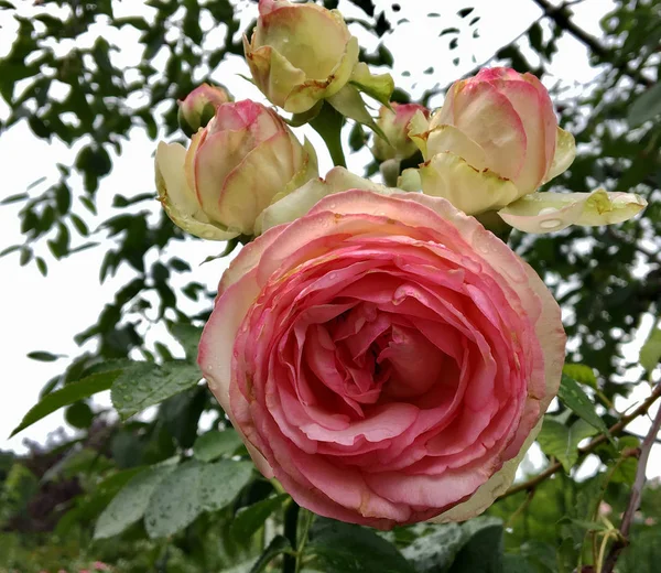 Blommande Blomma Ros Med Gröna Blad Living Naturlig Natur Ovanlig — Stockfoto