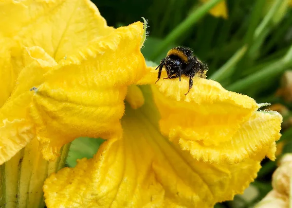 Langsam Fliegt Die Geflügelte Biene Zur Pflanze Sammelt Nektar Für — Stockfoto