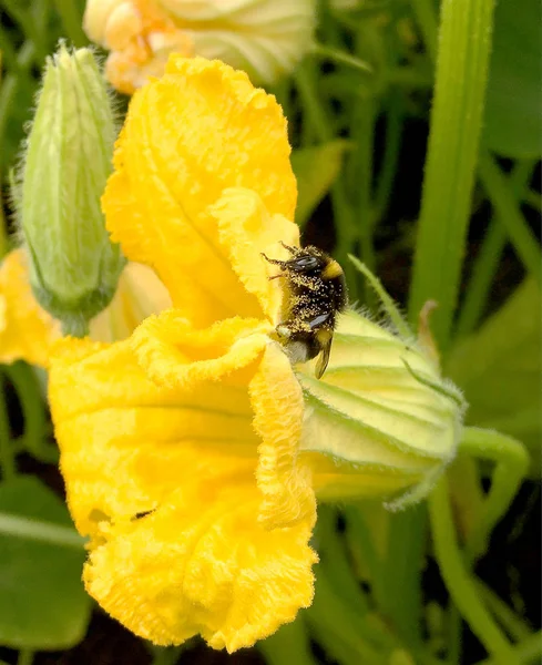 Winged bee slowly flies to the plant, collect nectar for honey on private apiary from flower. Honey clip consisting for beautiful flowers, yellow pollen on bees legs. Sweet nectar honeyed bee honey.