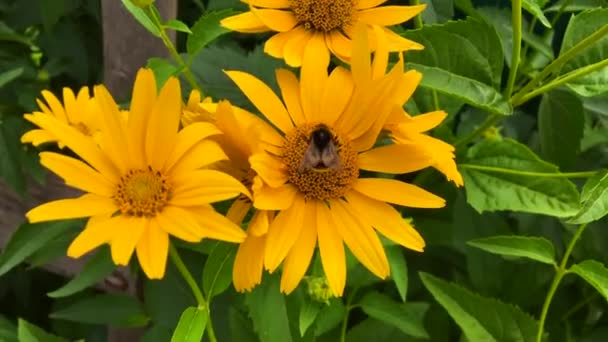 Gevleugelde Bij Vliegt Langzaam Naar Plant Verzamelt Nectar Voor Honing — Stockvideo