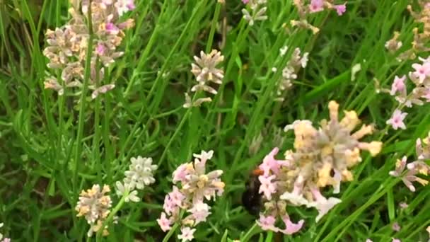 羽のついた蜂はゆっくりと植物に飛び 花から自家製の桃に蜜を集めます ミツバチの足の上に美しい花 黄色の花粉で構成される蜂蜜クリップ 甘いです花で蜂蜜 — ストック動画