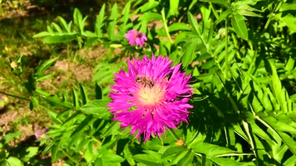 羽のついた蜂はゆっくりと植物に飛び 花から自家製の桃に蜜を集めます ミツバチの足の上に美しい花 黄色の花粉で構成される蜂蜜クリップ 甘いです花で蜂蜜 — ストック動画