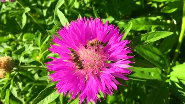 羽のついた蜂はゆっくりと植物に飛び 花から自家製の桃に蜜を集めます ミツバチの足の上に美しい花 黄色の花粉で構成される蜂蜜クリップ 甘いです花で蜂蜜 — ストック動画