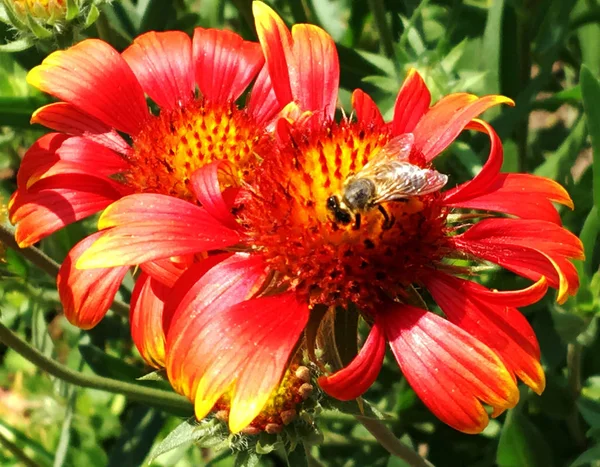 Winged bee slowly flies to the plant, collect nectar for honey on private apiary from flower. Honey clip consisting for beautiful flowers, yellow pollen on bees legs. Sweet nectar honeyed bee honey.