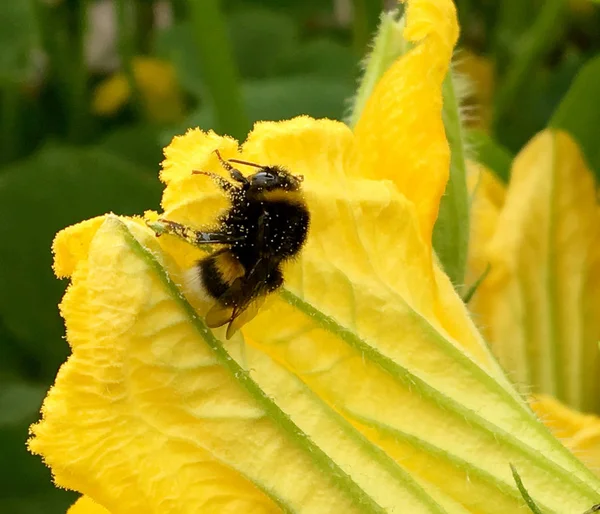 Gevleugelde Bij Vliegt Langzaam Naar Plant Verzamelt Nectar Voor Honing — Stockfoto