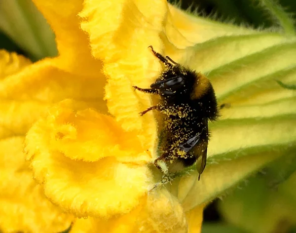 Gevleugelde Bij Vliegt Langzaam Naar Plant Verzamelt Nectar Voor Honing — Stockfoto