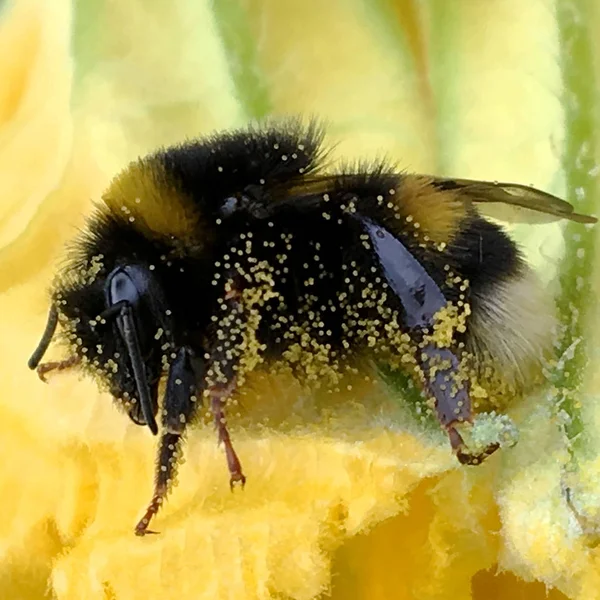 羽のついた蜂はゆっくりと植物に飛び 花から自家製の桃に蜜を集めます ミツバチの足の上に美しい花 黄色の花粉で構成される蜂蜜クリップ 甘い蜜蜜蜜蜜蜜 — ストック写真