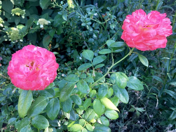 Fioritura Fiore Rosa Con Foglie Verdi Natura Naturale Vivente Aroma — Foto Stock