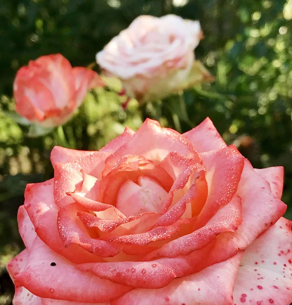 Blühende Blume Rose Mit Grünen Blättern Lebendige Natürliche Natur Ungewöhnliche — Stockfoto