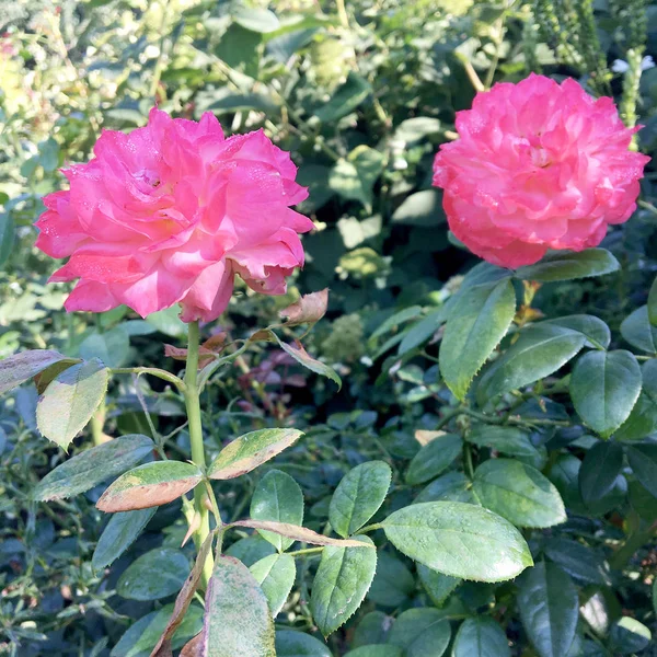 Floraison Rose Fleurs Avec Des Feuilles Vertes Nature Naturelle Vivante — Photo