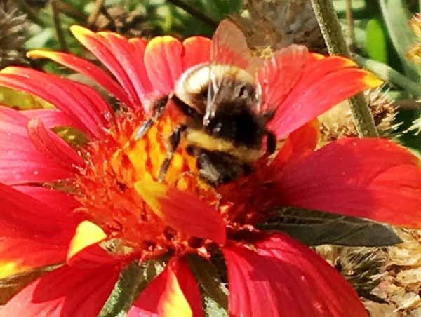 Gevleugelde Bij Vliegt Langzaam Naar Plant Verzamelt Nectar Voor Honing — Stockfoto