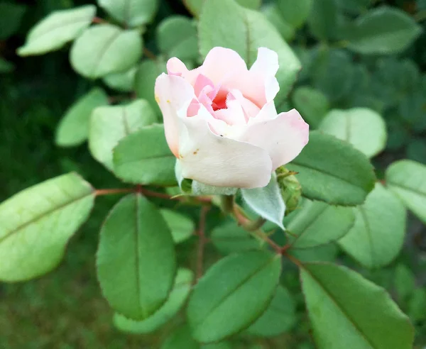 Ανθισμένο Λουλούδι Τριαντάφυλλο Πράσινα Φύλλα Ζουν Φυσικό Φύση Ασυνήθιστη Άρωμα — Φωτογραφία Αρχείου