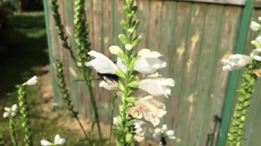 Kanatlı arı yavaşça bitkiye uçar, çiçekten özel arı kovanına bal koymak için nektar toplar. Güzel çiçekleri kapsayan bal tokası, arıların bacaklarında sarı polen. Ballı balın içindeki tatlı çiçek