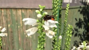 Kanatlı arı yavaşça bitkiye uçar, çiçekten özel arı kovanına bal koymak için nektar toplar. Güzel çiçekleri kapsayan bal tokası, arıların bacaklarında sarı polen. Ballı balın içindeki tatlı çiçek