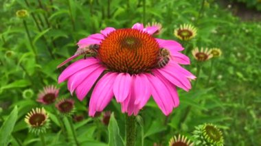 Kanatlı arı yavaşça bitkiye uçar, çiçekten özel arı kovanına bal koymak için nektar toplar. Güzel çiçekleri kapsayan bal tokası, arıların bacaklarında sarı polen. Ballı balın içindeki tatlı çiçek