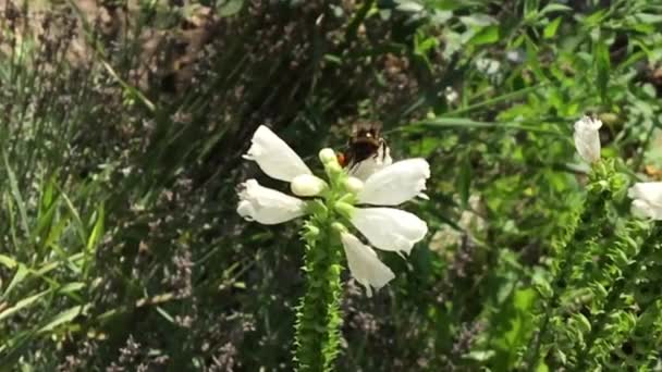 羽のついた蜂はゆっくりと植物に飛び 花から自家製の桃に蜜を集めます ミツバチの足の上に美しい花 黄色の花粉で構成される蜂蜜クリップ 甘いです花で蜂蜜 — ストック動画