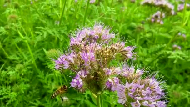 Vinged Bee Flyger Långsamt Till Växten Samla Nektar För Honung — Stockvideo