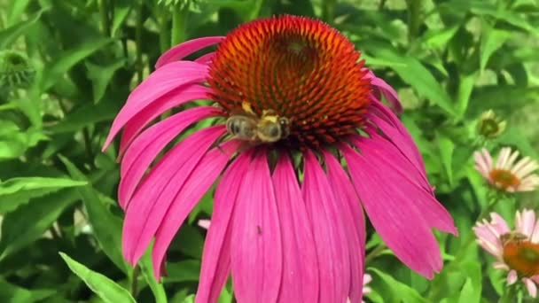 羽のついた蜂はゆっくりと植物に飛び 花から自家製の桃に蜜を集めます ミツバチの足の上に美しい花 黄色の花粉で構成される蜂蜜クリップ 甘いです花で蜂蜜 — ストック動画