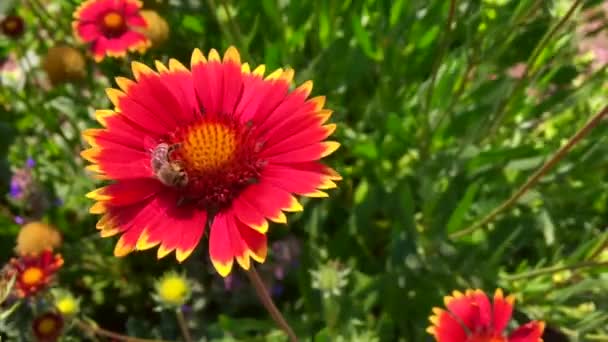 Vinged Bee Flyger Långsamt Till Växten Samla Nektar För Honung — Stockvideo