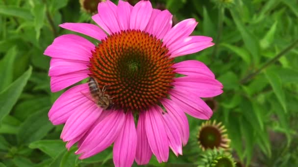 Abeja Alada Vuela Lentamente Planta Recoge Néctar Para Miel Colmenar — Vídeos de Stock