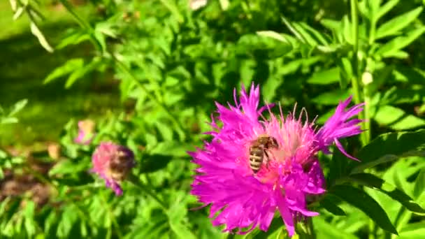 Abeja Alada Vuela Lentamente Planta Recoge Néctar Para Miel Colmenar — Vídeos de Stock