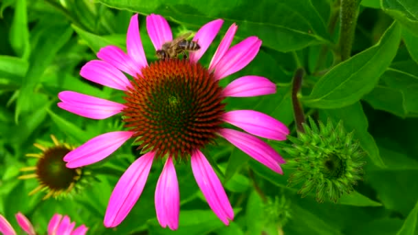 Abeille Ailée Vole Lentement Plante Recueillir Nectar Pour Miel Sur — Video