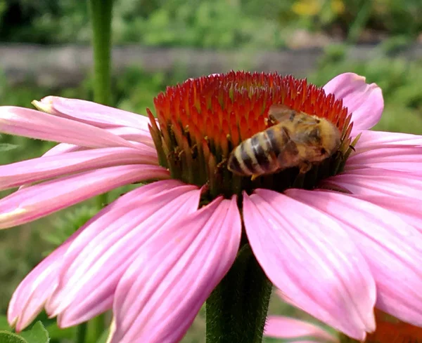 Abeille Ailée Vole Lentement Plante Recueillir Nectar Pour Miel Sur — Photo