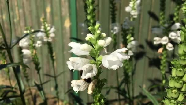 Vinged Bee Flyger Långsamt Till Växten Samla Nektar För Honung — Stockvideo