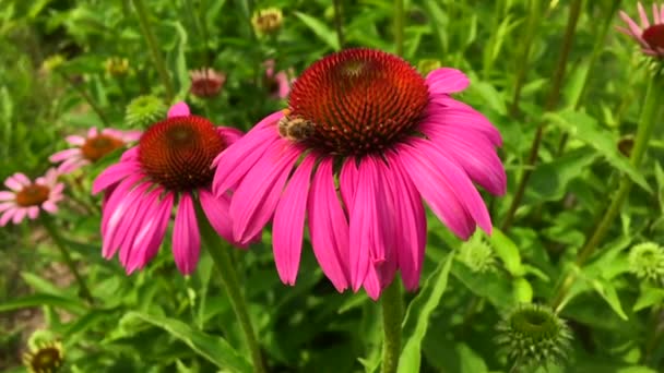 날개가 천천히 식물로 날아가서 꽃에서 양봉원에 클립은 아름다운 다리에 꽃가루로 — 비디오
