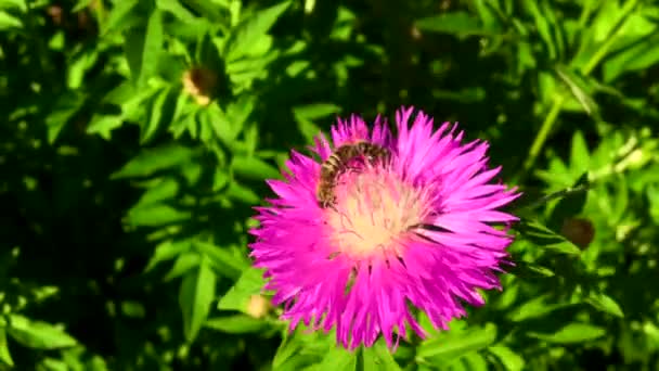 Abeja Alada Vuela Lentamente Planta Recoge Néctar Para Miel Colmenar — Vídeo de stock