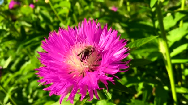 Vinged Bee Flyger Långsamt Till Växten Samla Nektar För Honung — Stockvideo