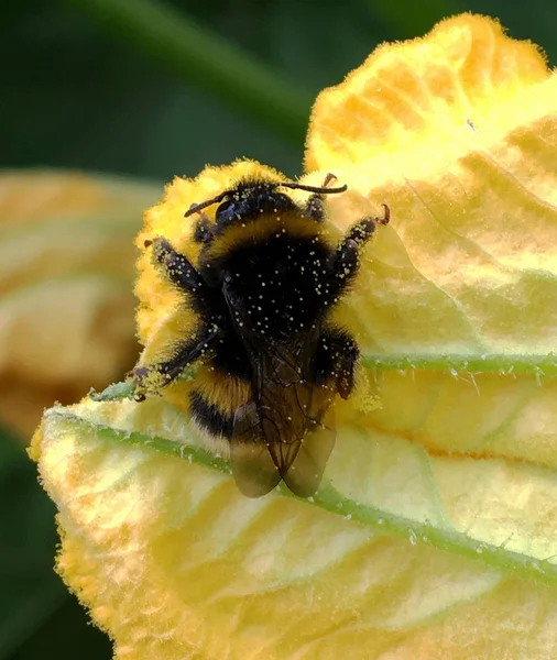 Winged bee slowly flies to the plant, collect nectar for honey on private apiary from flower. Honey clip consisting for beautiful flowers, yellow pollen on bees legs. Sweet nectar honeyed bee honey.