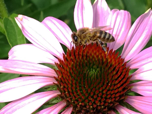 Winged bee slowly flies to the plant, collect nectar for honey on private apiary from flower. Honey clip consisting for beautiful flowers, yellow pollen on bees legs. Sweet nectar honeyed bee honey.