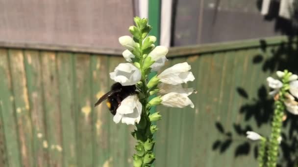 羽のついた蜂はゆっくりと植物に飛び 花から自家製の桃に蜜を集めます ミツバチの足の上に美しい花 黄色の花粉で構成される蜂蜜クリップ 甘いです花で蜂蜜 — ストック動画