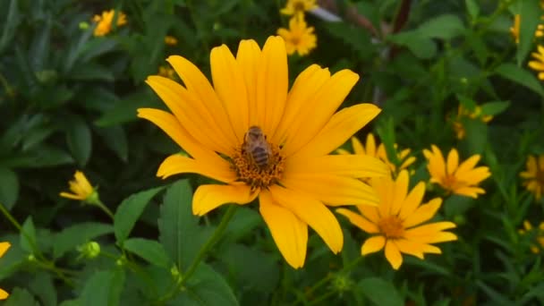 羽のついた蜂はゆっくりと植物に飛び 花から自家製の桃に蜜を集めます ミツバチの足の上に美しい花 黄色の花粉で構成される蜂蜜クリップ 甘いです花で蜂蜜 — ストック動画