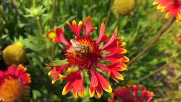 Abeja Alada Vuela Lentamente Planta Recoge Néctar Para Miel Colmenar — Vídeos de Stock