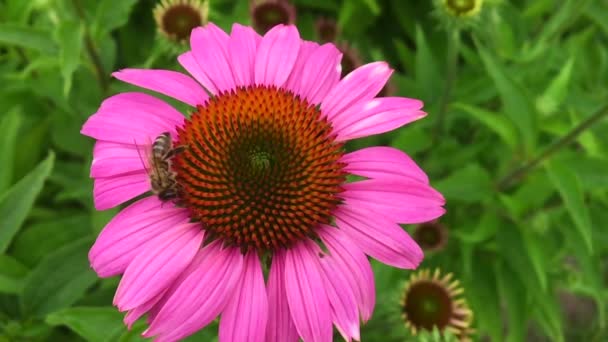 Skrzydlaty Pszczoła Powoli Lecę Roślina Zbieram Nektar Dla Miód Prywatny — Wideo stockowe
