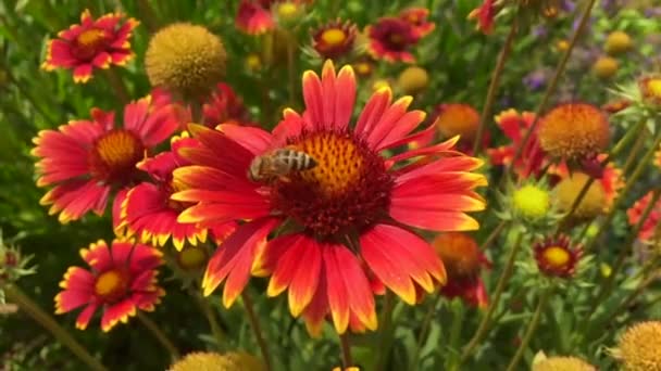 羽のついた蜂はゆっくりと植物に飛び 花から自家製の桃に蜜を集めます ミツバチの足の上に美しい花 黄色の花粉で構成される蜂蜜クリップ 甘いです花で蜂蜜 — ストック動画