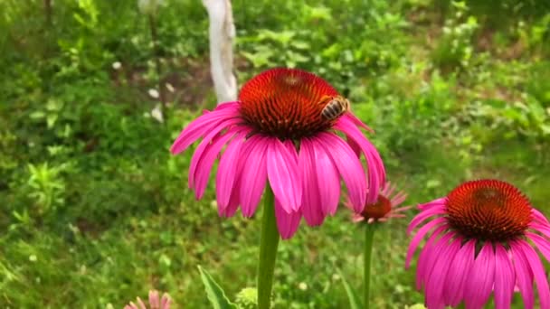 有翅膀的蜜蜂慢慢飞向植物 从花朵中采集蜂蜜花蜜 蜂蜜夹 由美丽的花朵 蜜蜂腿上的黄色花粉组成 蜜蜂蜜中的甜蜜花朵 — 图库视频影像