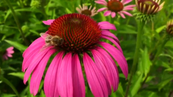 Szárnyas Méhecske Lassan Elrepül Növényhez Nektárt Gyűjt Méznek Saját Méhészetén — Stock videók