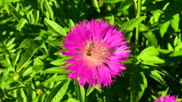 有翅膀的蜜蜂慢慢飞向植物 从花朵中采集蜂蜜花蜜 蜂蜜夹 由美丽的花朵 蜜蜂腿上的黄色花粉组成 蜜蜂蜜中的甜蜜花朵 — 图库视频影像