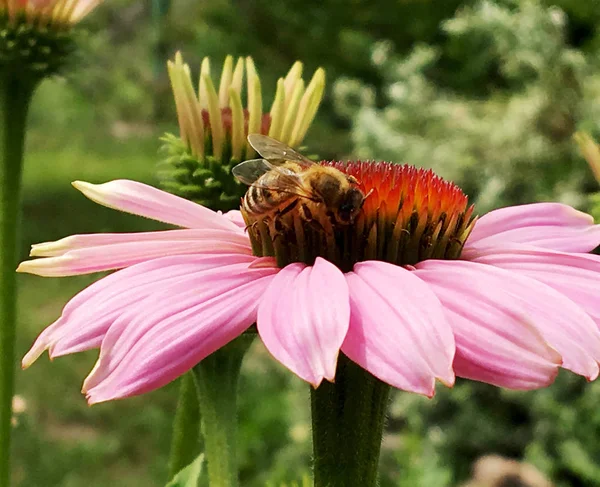 Winged bee slowly flies to the plant, collect nectar for honey on private apiary from flower. Honey clip consisting for beautiful flowers, yellow pollen on bees legs. Sweet nectar honeyed bee honey.