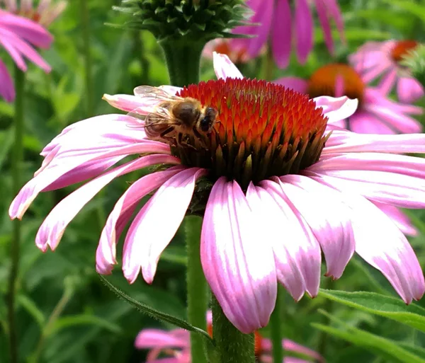 Abeja Alada Vuela Lentamente Planta Recoge Néctar Para Miel Colmenar — Foto de Stock