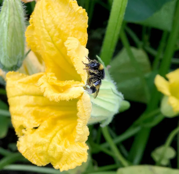 Langsam Fliegt Die Geflügelte Biene Zur Pflanze Sammelt Nektar Für — Stockfoto