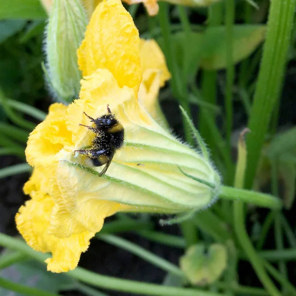 羽のついた蜂はゆっくりと植物に飛び 花から自家製の桃に蜜を集めます ミツバチの足の上に美しい花 黄色の花粉で構成される蜂蜜クリップ 甘い蜜蜜蜜蜜蜜 — ストック写真