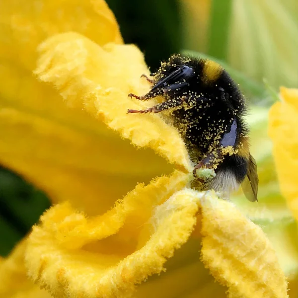 Langsam Fliegt Die Geflügelte Biene Zur Pflanze Sammelt Nektar Für — Stockfoto